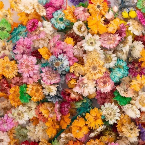 Flores Secas Para Manualidades O Decoración