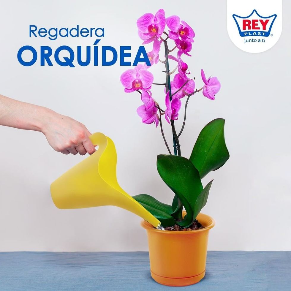 Regadera orquidea