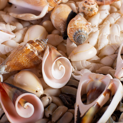 Conchitas De Mar Medianas E 200 Grs