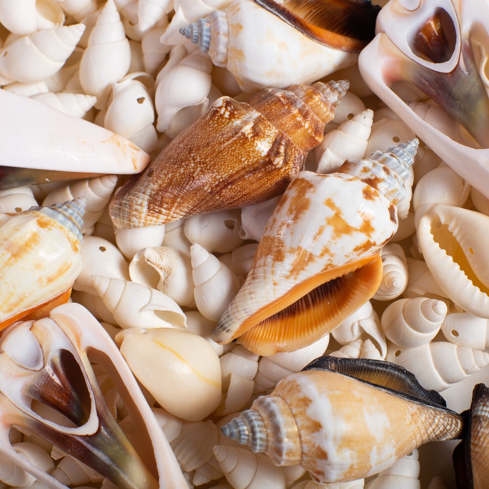 Conchitas De Mar Medianas F 200 Grs