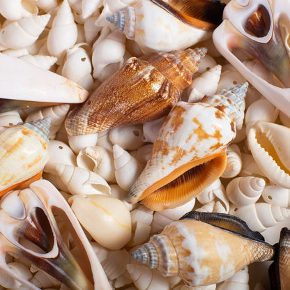 Conchitas De Mar Medianas F 200 Grs