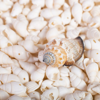Conchitas De Mar Pequeñas A 200 Grs