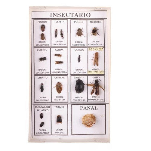 Muestrario Didáctico De Insectos