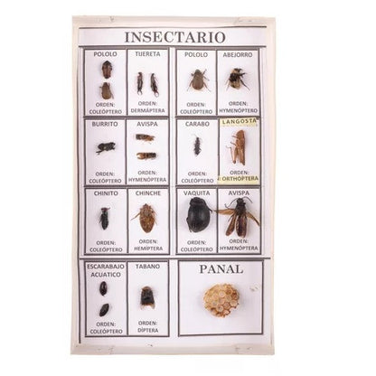 Muestrario Didáctico De Insectos