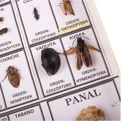 Muestrario Didáctico De Insectos